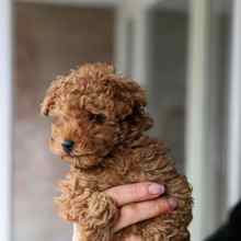 Poodle Toy-İstanbulToypoodle uygun..