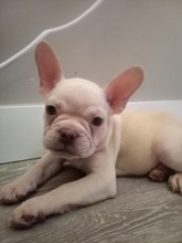 French Bulldog-BalıkesirFrench buldog pla..