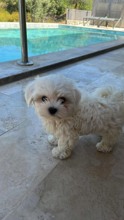 Terrier Maltese-MuğlaSafkan maltese te..