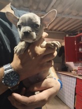 French Bulldog-ManisaFrench bulldog ya..