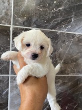 Maltipoo-KocaeliMaltes terrier ..