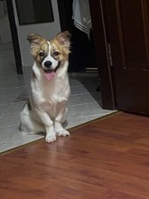 1.5 yaşında Corgi..