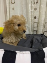 Poodle Toy-İzmir3 aylık 3 kardeş..