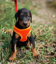 Doberman-BursaEuropan Type Dobe..