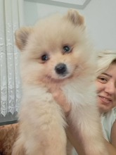 Pomeranian-SamsunSatılık Pomerania..