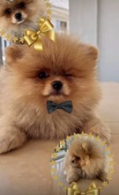 Pomeranian-TekirdağPomeranian boo te..