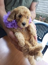 Poodle Toy-İstanbulMinik kız ..