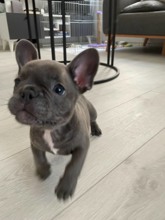 French Bulldog-İzmirMavi gözlü oğlum..