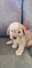 Poodle Toy-İzmir2 AYLIK DİŞİ YAVR..