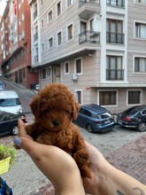 Poodle Toy-İstanbulKore kan yavrular..