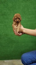 Poodle Toy-AntalyaOrjinal Saf Toy P..