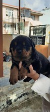 Rottweiler-İstanbulSizi koruyacak ge..