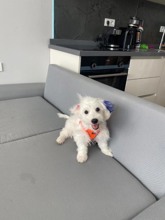 Terrier Maltese-İstanbul6 aylık ücretsiz ..