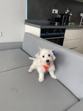 Terrier Maltese-İstanbulÜcretsiz sahiplen..