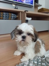 Shih tzu sahiplen..