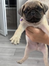 40 gunluktur pug ..