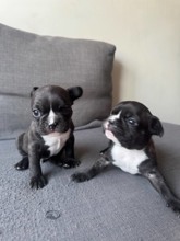 French Bulldog-İstanbul1 aylık erkek yav..