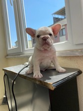 French Bulldog..