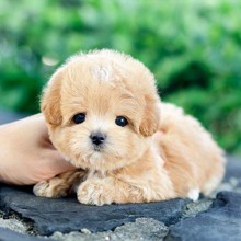 -İstanbulTOY POODLE YAVRUL...