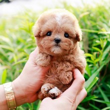 TOY POODLE YAVRUL..