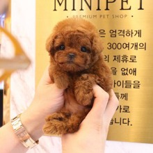 TOY POODLE YAVRUL..