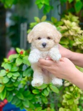 MALTIPOO BEBEKLER...