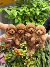 TOY POODLE YAVRUL..