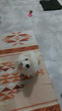 Terrier Maltese-İzmirAcil ..