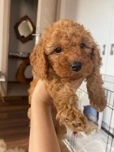 Poodle Erkek yavr..