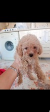 Yavru toy poodle ...