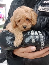 Yavru toy poodle ...