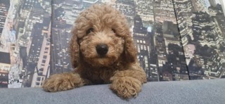 Toy Poodle yavrul...