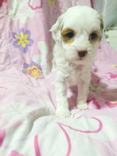 Beyaz Toy Poodle ..