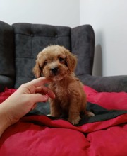 Maltipoo yavrular..