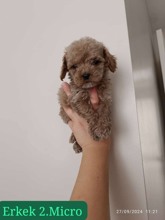 Maltipoo ..