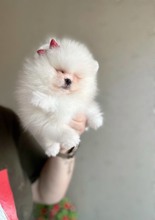 Pomeranian-İzmirSafkan Pomeranian..