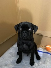 Pug-Ankara3 AYLIK ERKEK SİY..