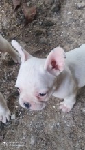 French Bulldog-İstanbul1 E 2 D 2 aylık y..