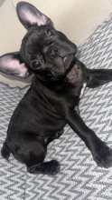 FRENCH BULLDOG 3 ..