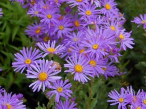 10 Native Tennessee Plants For Your Garden The Heritage
