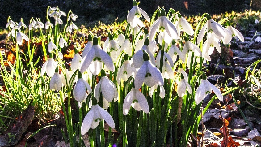 Scone Snowdrop Day