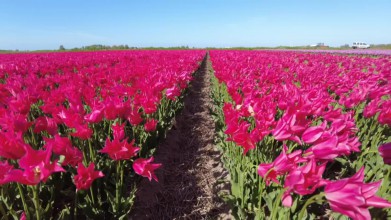 Een veld rode bloeiende tulpen in het voorjaar