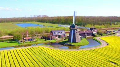 Luchtvideo van een molen met bloeiende tulpen in Noord Holland Nederland