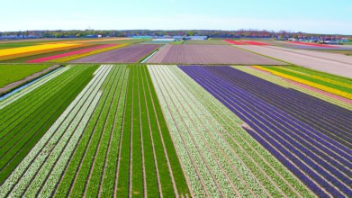 Luchtvideo van een veld met bloeiende tulpen in Noord Holland Nederland