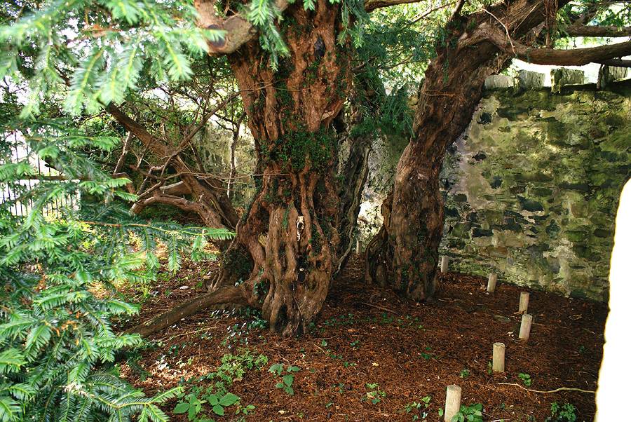 Fortingall Yew