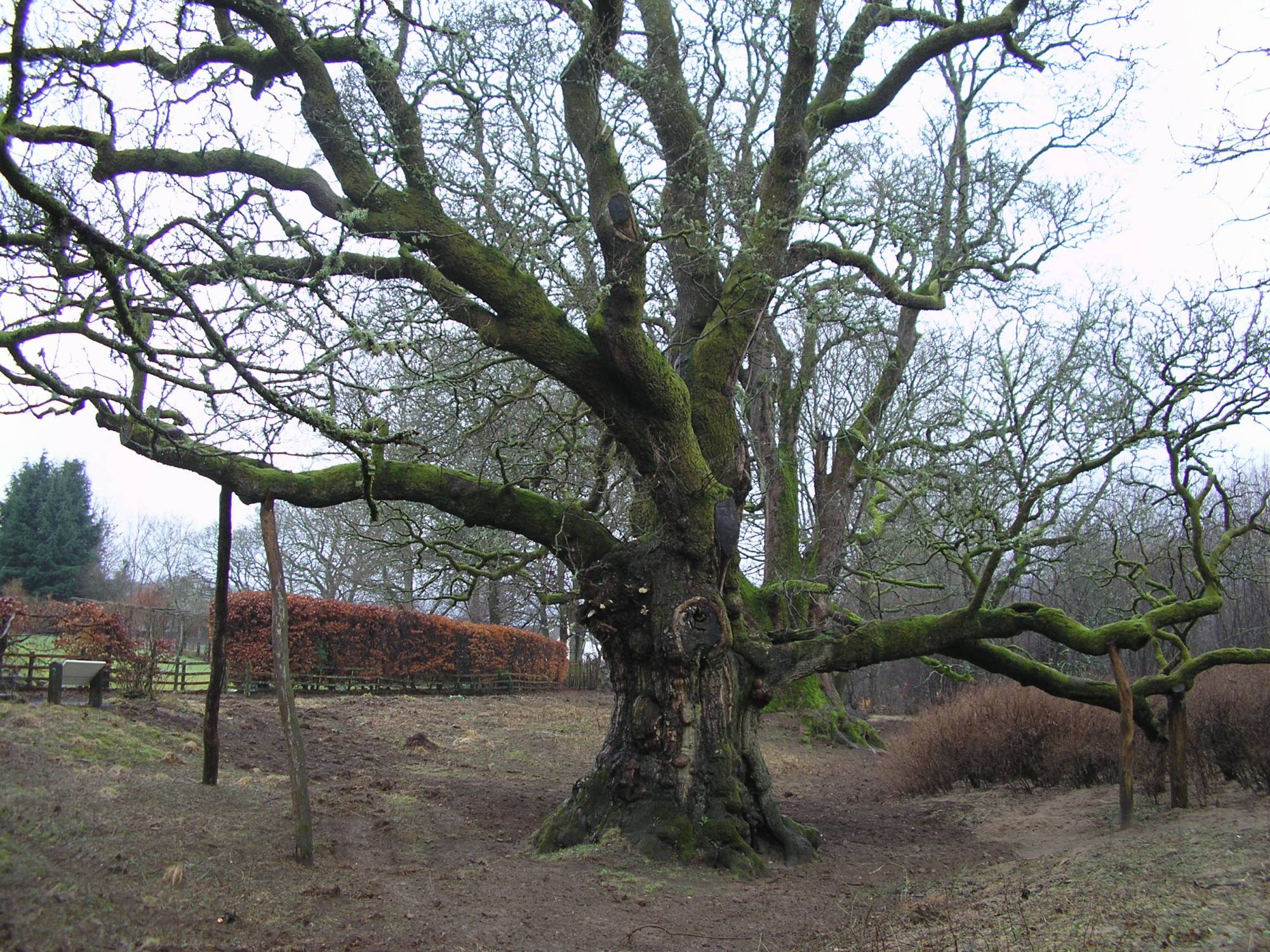 The Birnam Oak