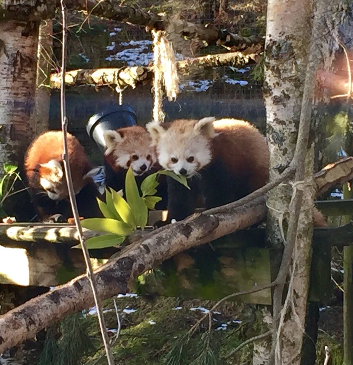 Highland Wildlife Park