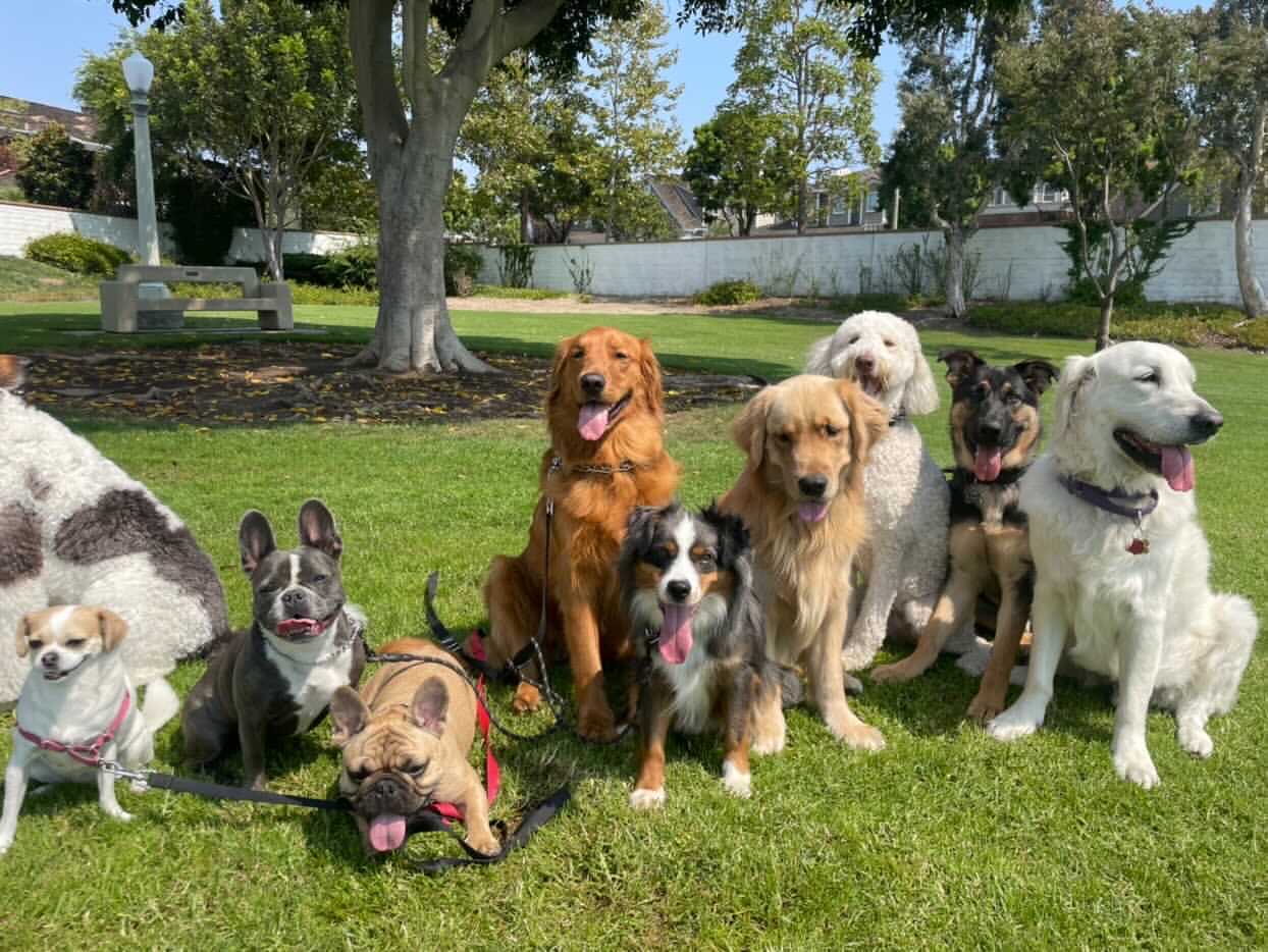 HMA HEAVENLY MINI AUSSIE'S LLC - Toy Australian Shepherd, Mini