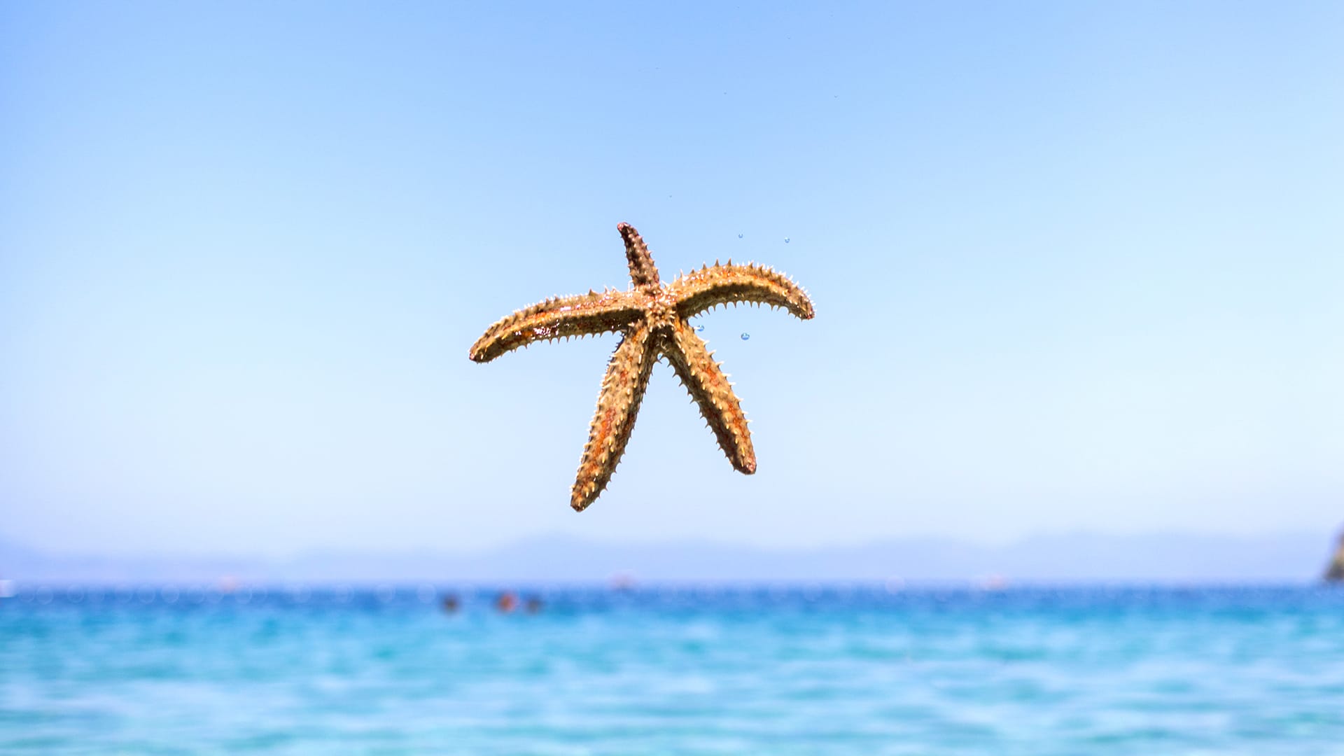 Hillside Beach Club main beach aerial view with pine forest backdrop and turquoise sea
