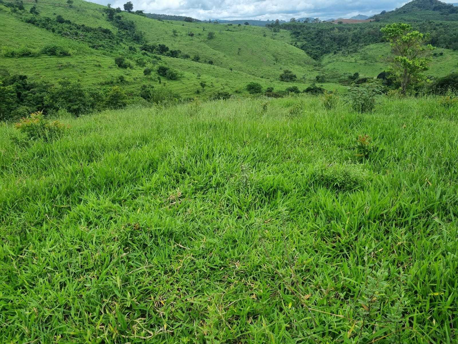 Chácara, 1 quarto, 411 hectares - Foto 6